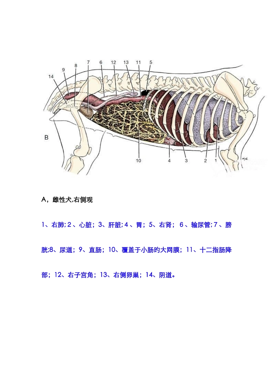 犬内脏解剖图_第1页