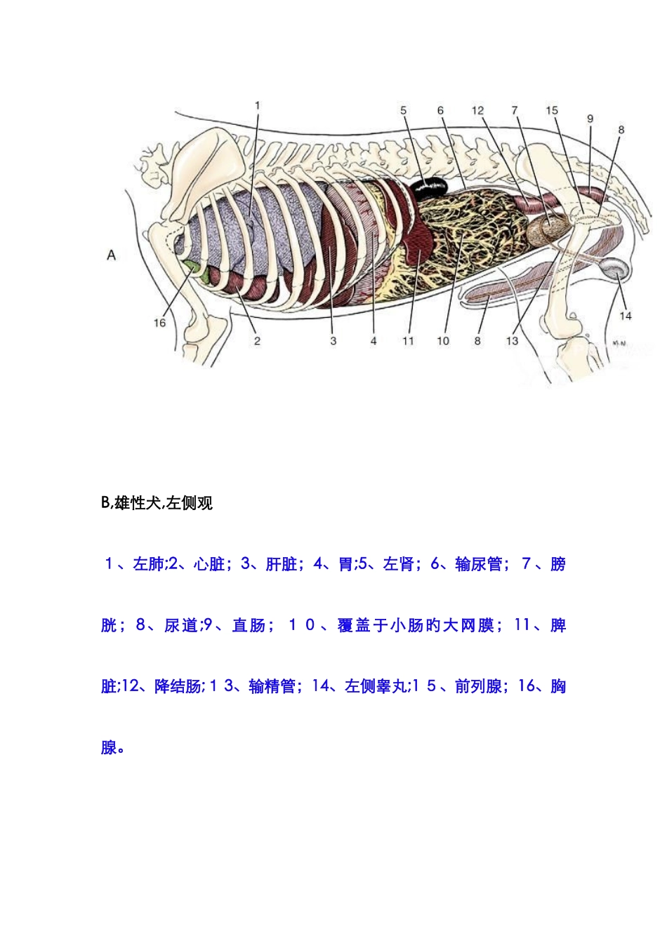 犬内脏解剖图_第2页