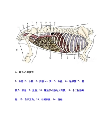 犬内脏解剖图