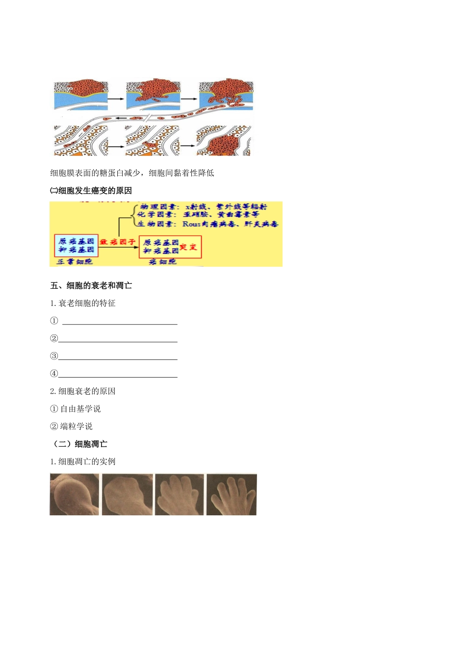 高中物理 细胞的分化、衰老、癌变和凋亡素材 新人教版必修1-新人教版高一必修1物理素材_第3页