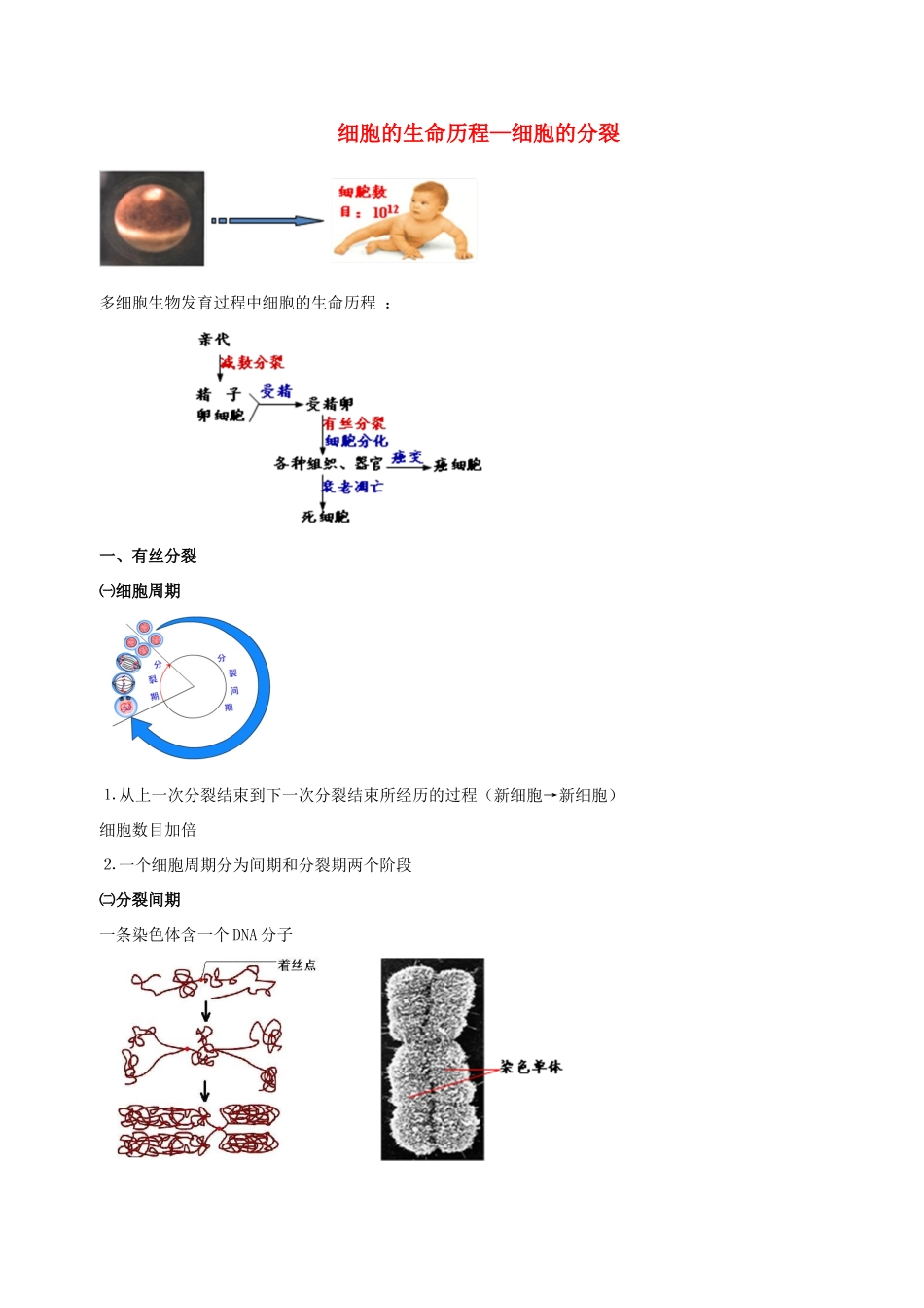 高中物理 细胞的增殖素材 新人教版必修1-新人教版高一必修1物理素材_第1页
