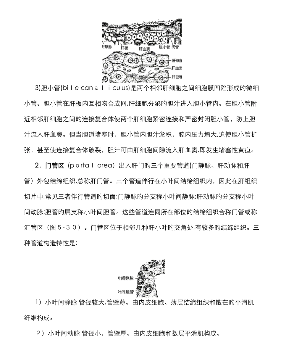 肝的组织结构_第3页