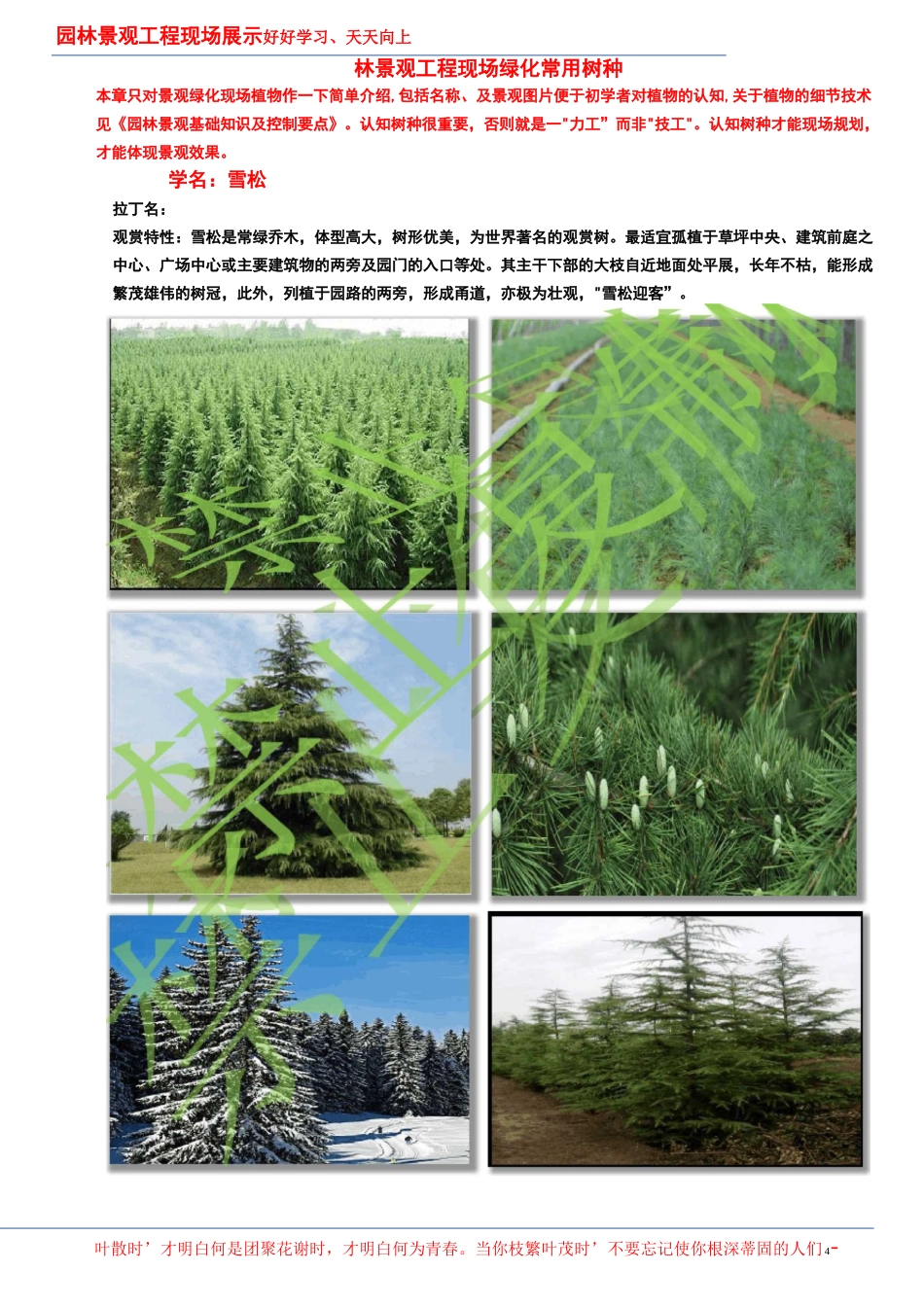 园林景观工程现场展示之绿化植物(一)_第2页