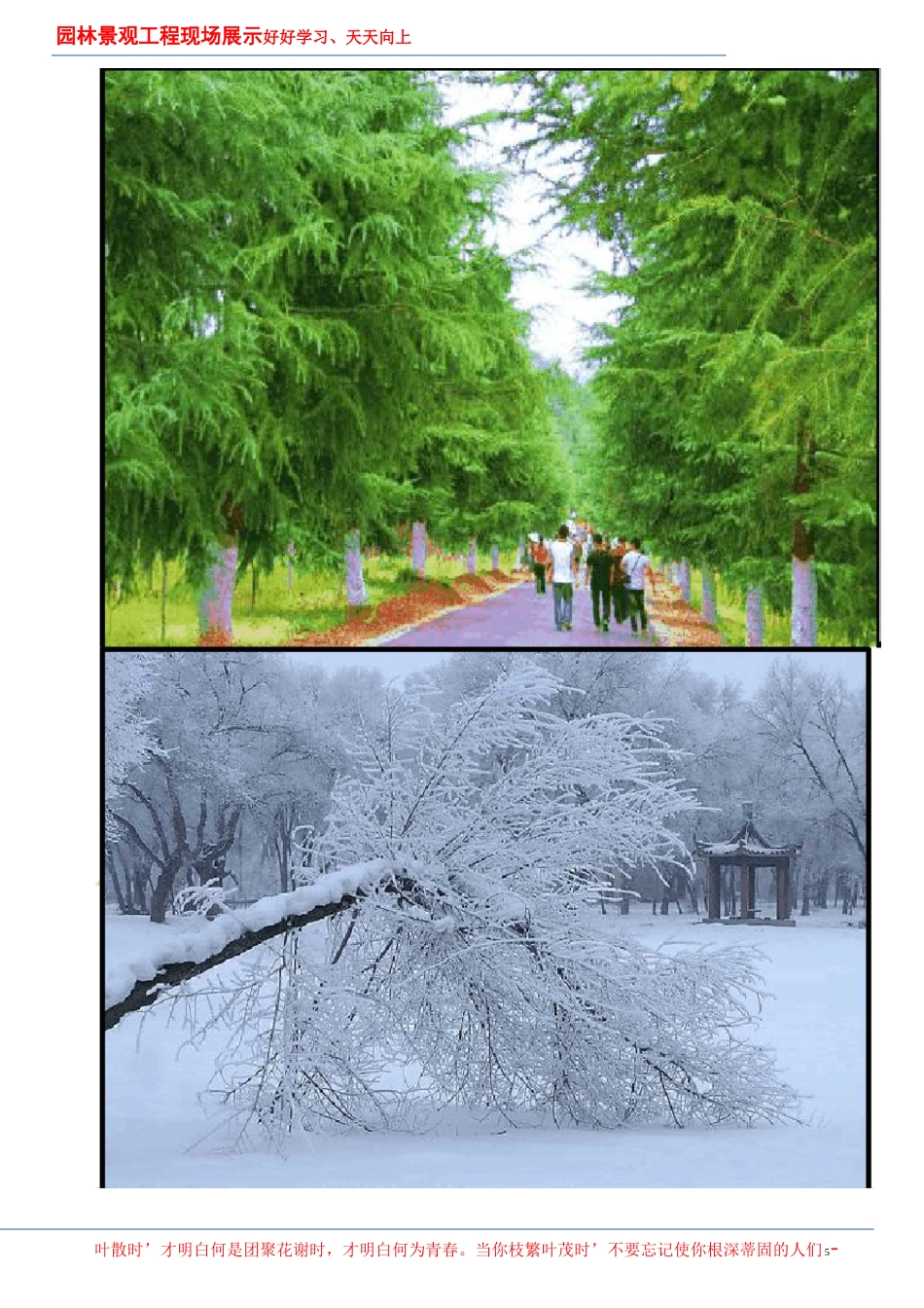 园林景观工程现场展示之绿化植物(一)_第3页