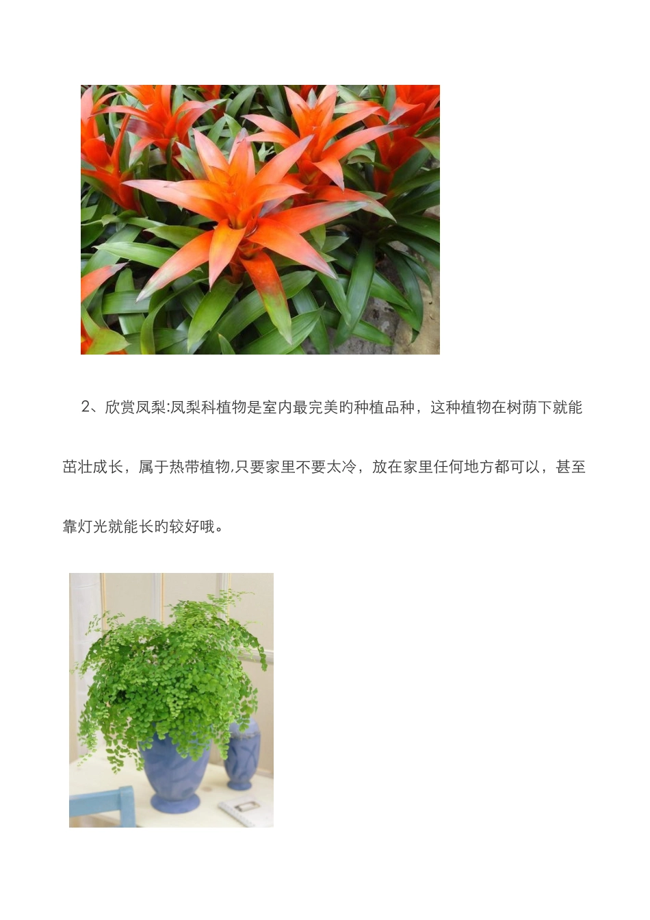 这17种植物生长不需要阳光-非常适合室内种植_第2页