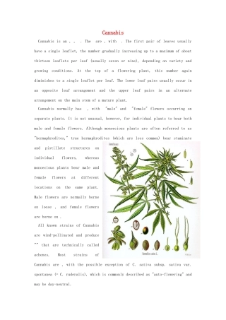 高中英语 Unit3 Protecting ourselves文化背景 Cannabis素材 牛津译林版选修10-牛津版高三选修10英语素材