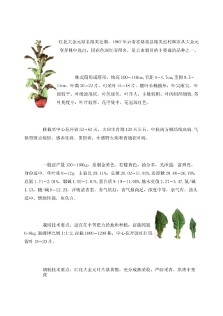 烤烟品种介绍