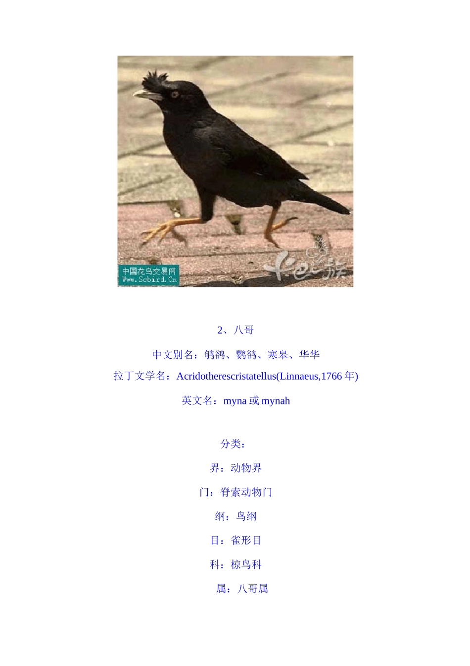 鸟类图谱大全_第3页