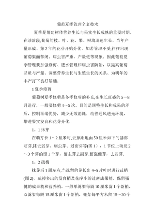 2025年葡萄夏季管理全套技术