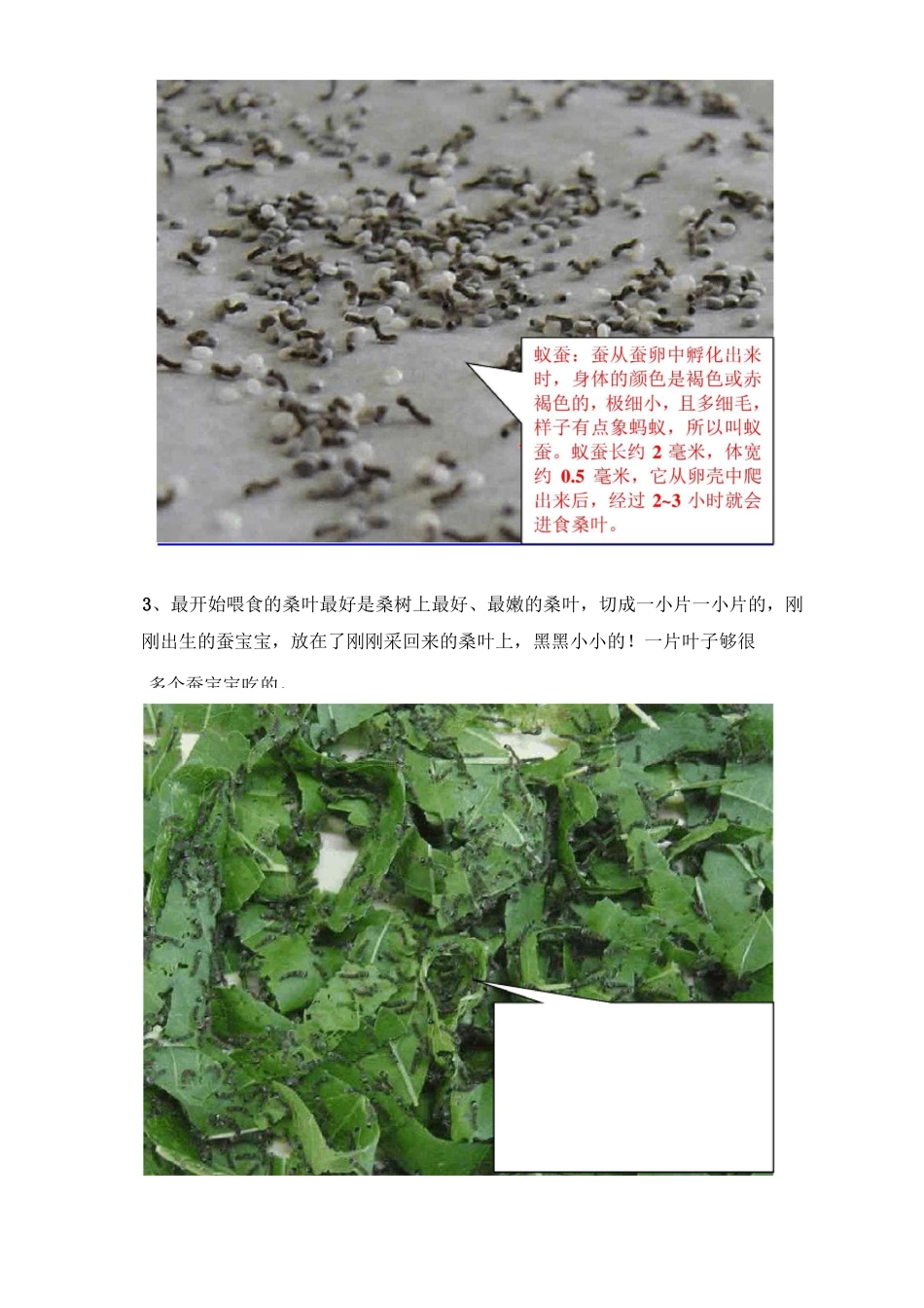 蚕宝宝生长全过程_第2页