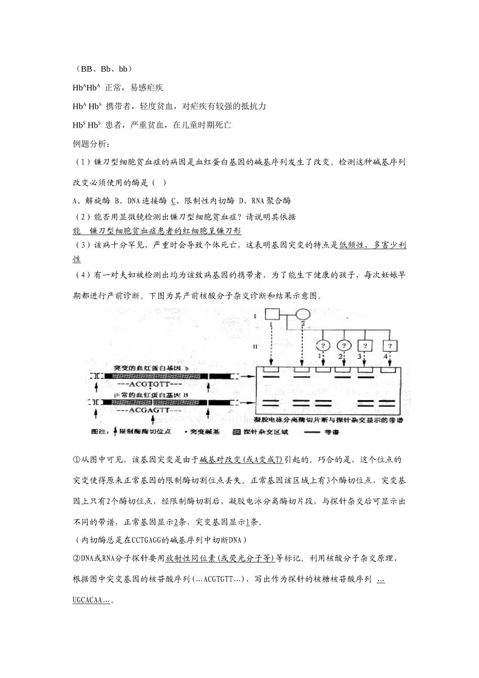 2009届高考生物二轮复习系列教案—生物的变异_第3页