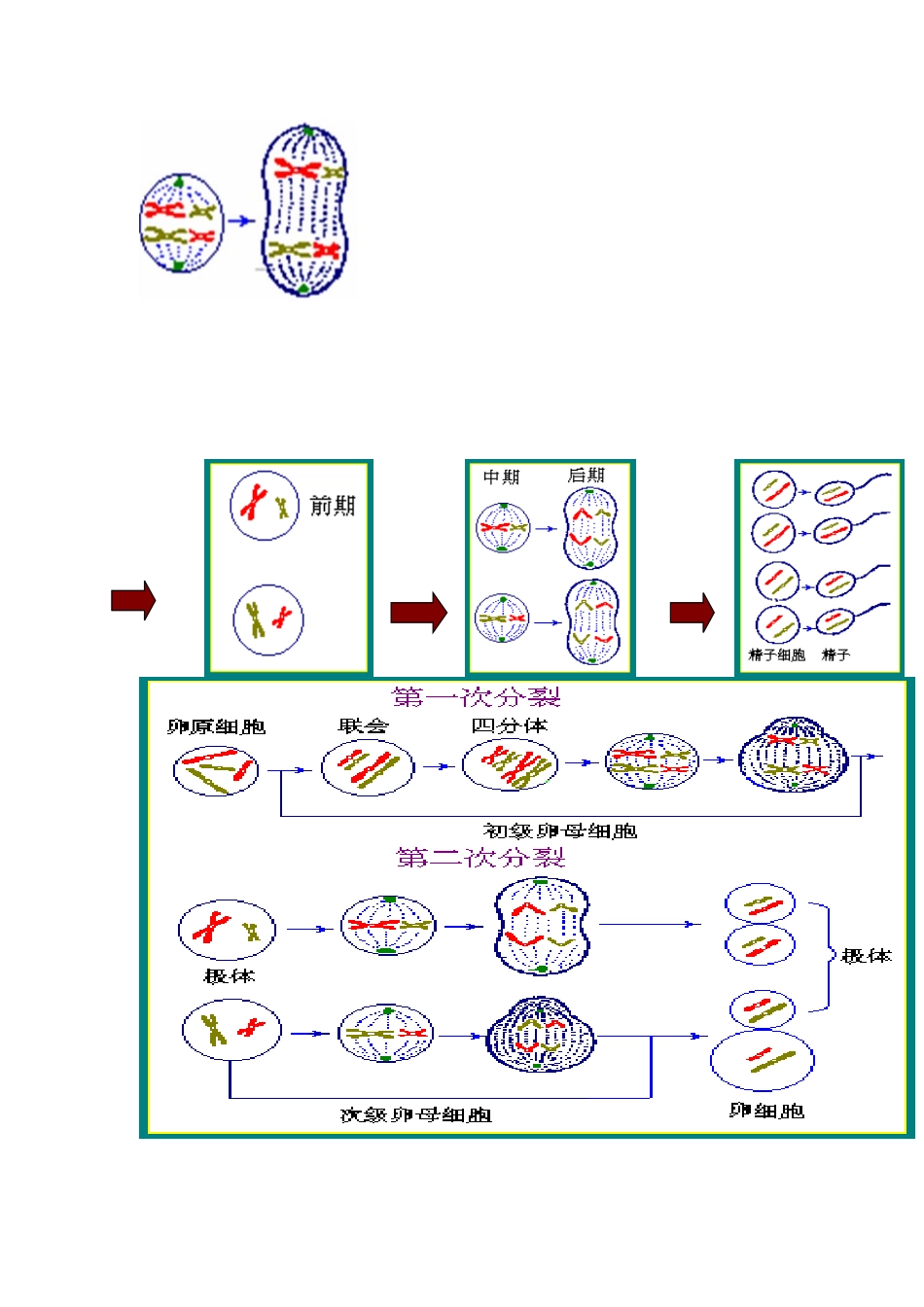 2009届高考生物二轮复习系列教案—有丝分裂与减数分裂_第3页