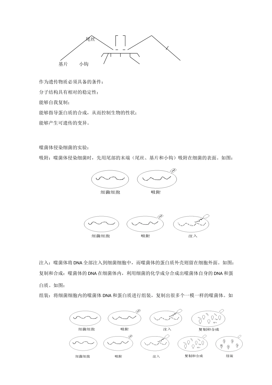 2010届大纲版高三生物一轮复习教案（30）：遗传的物质基础（一）_第3页