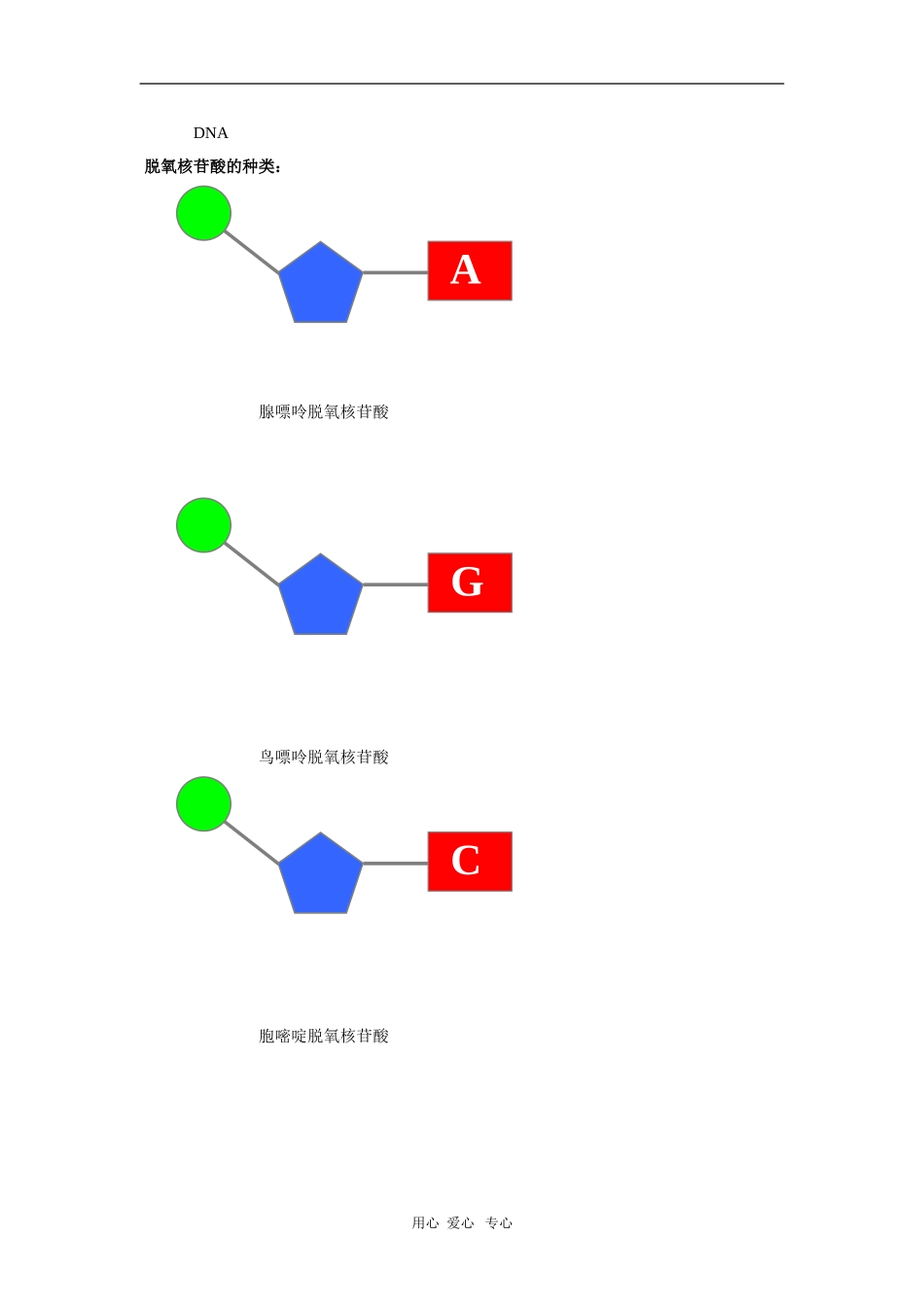 2010届高三复习生物学案：DNA的分子结构和特点_第2页