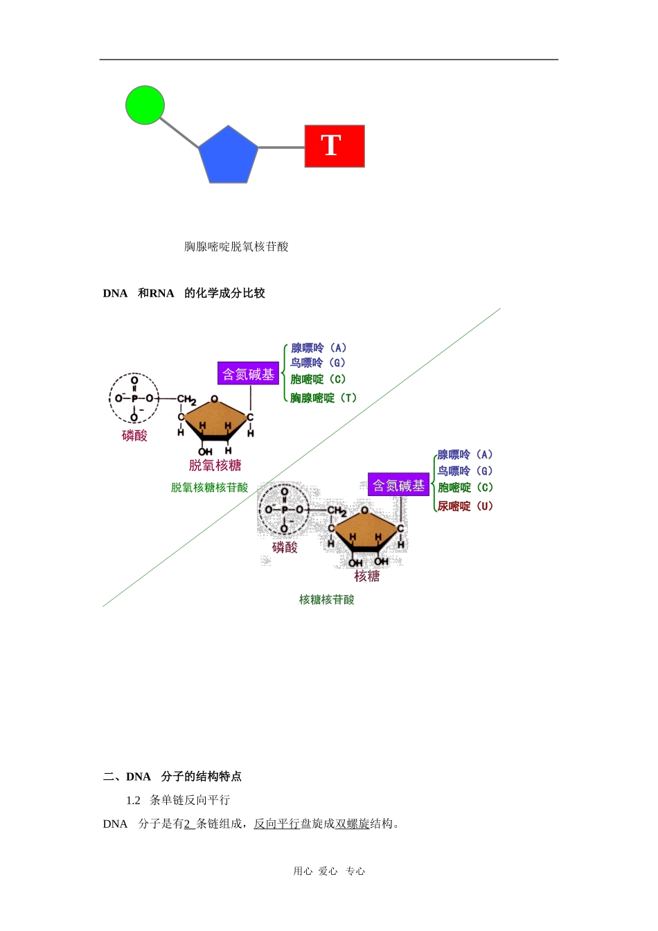 2010届高三复习生物学案：DNA的分子结构和特点_第3页