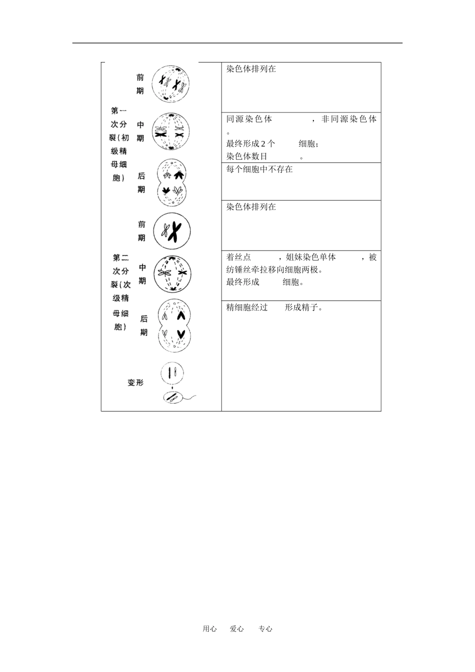 2010届高三生物一轮复习《第二章基因和染色体的关系》学案（新人教版必修2）_第2页