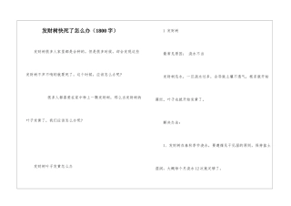 发财树快死了怎么办