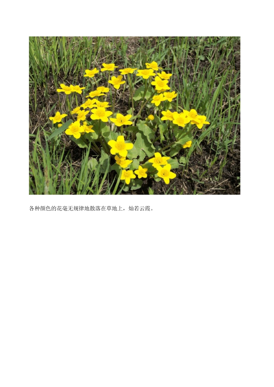 小兴安岭的春夏秋冬_第2页