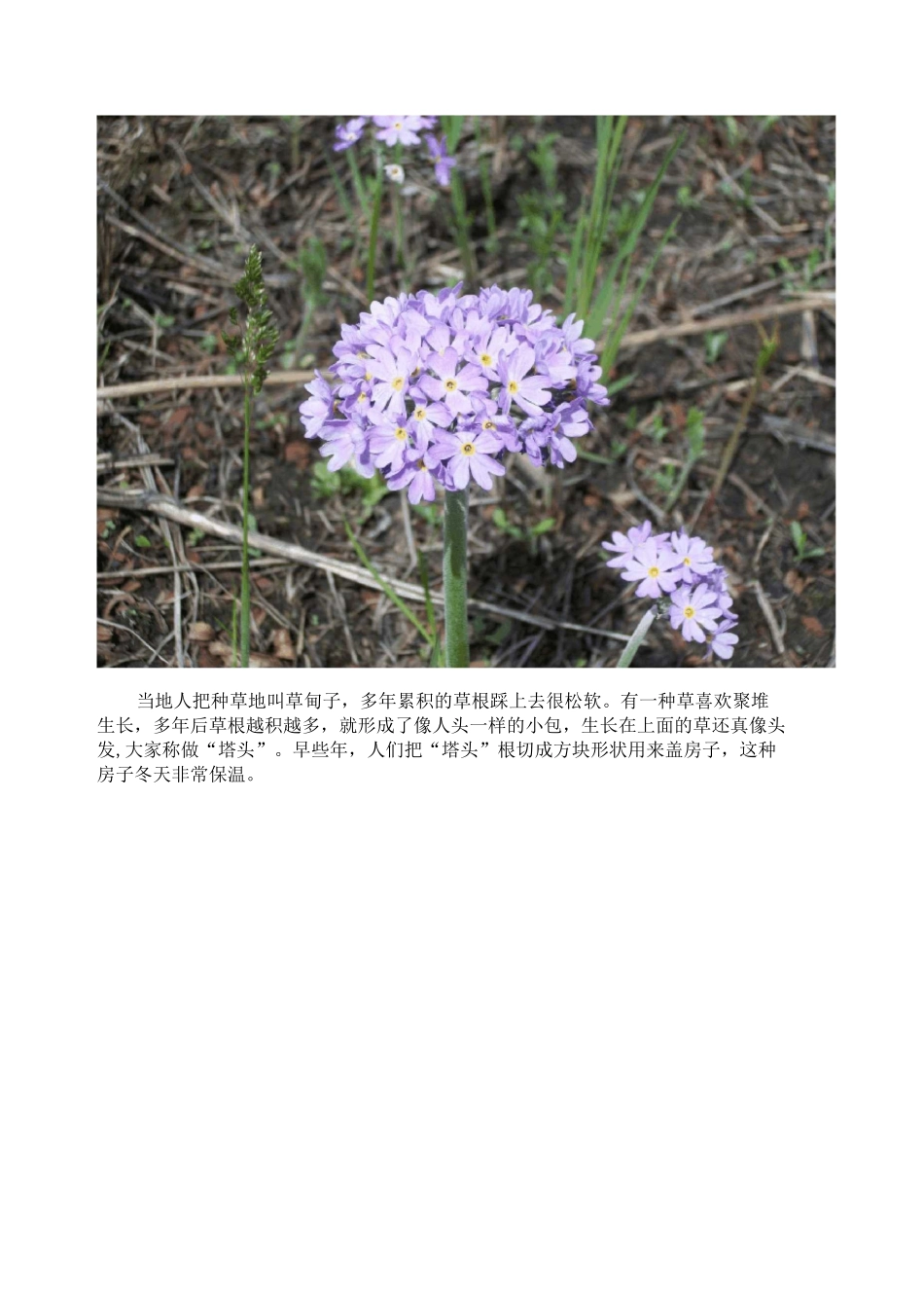 小兴安岭的春夏秋冬_第3页