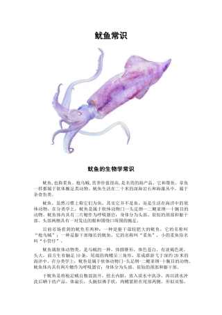鱿鱼的营养价值及烹饪常识