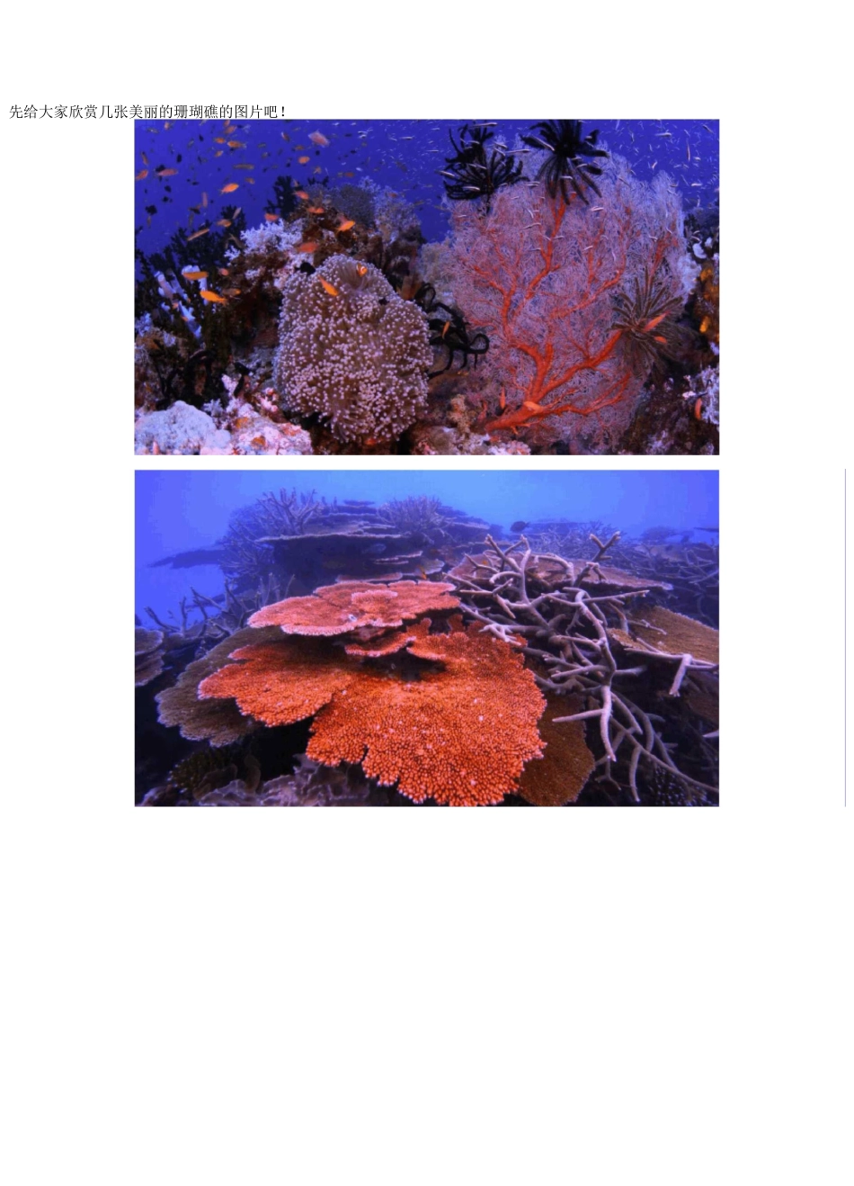 绚丽多姿的珊瑚是怎样形成的？_第1页