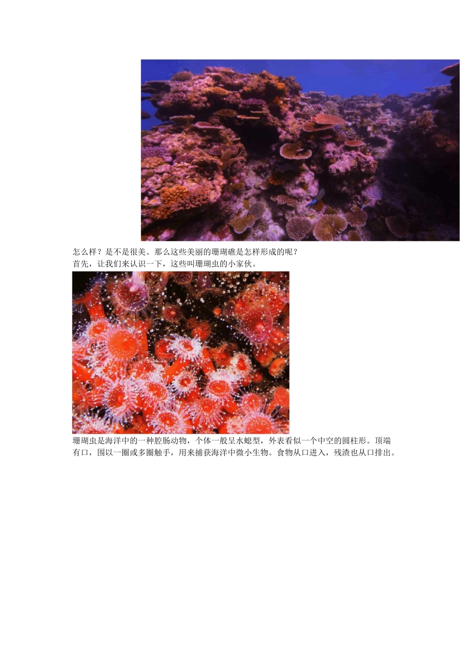 绚丽多姿的珊瑚是怎样形成的？_第2页