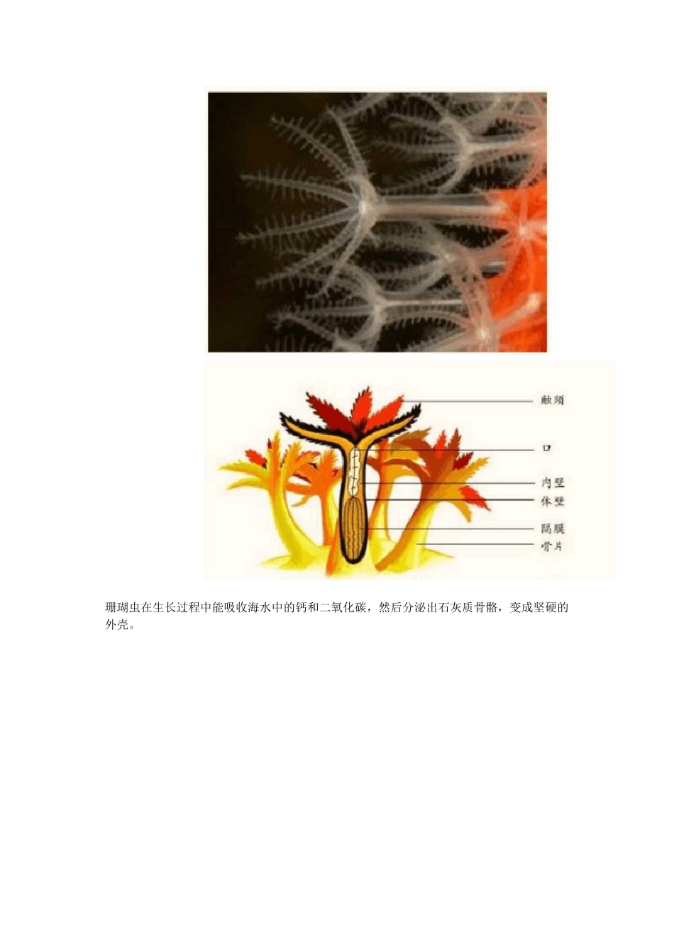 绚丽多姿的珊瑚是怎样形成的？_第3页