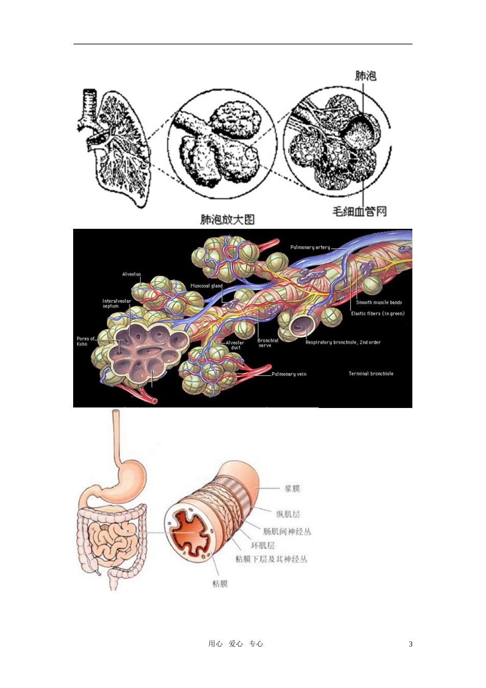 2011年高考生物一轮复习 全套学案 新人教版必修3_第3页
