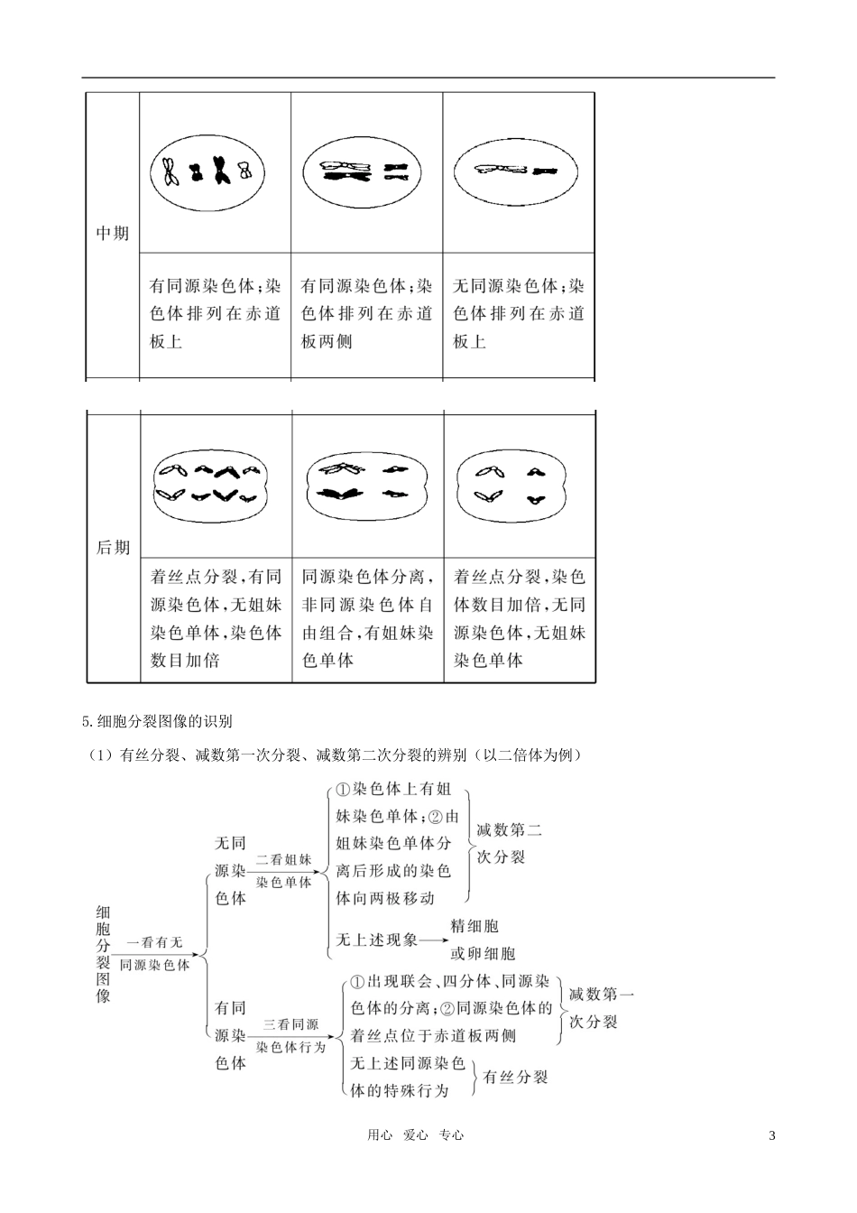 2011高三生物二轮复习 专题3 细胞的生命历程学案_第3页
