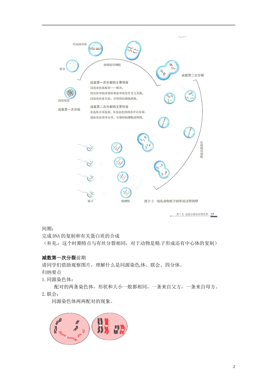 2013-2014学年高中生物 2.1 减数分裂和受精作用（第1课时）新课教学过程2 新人教版必修2_第2页