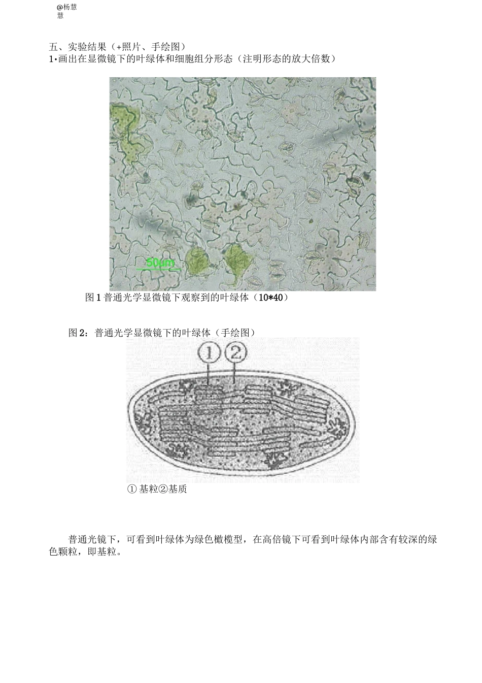 实验1    叶绿体的分离与荧光观察_第3页