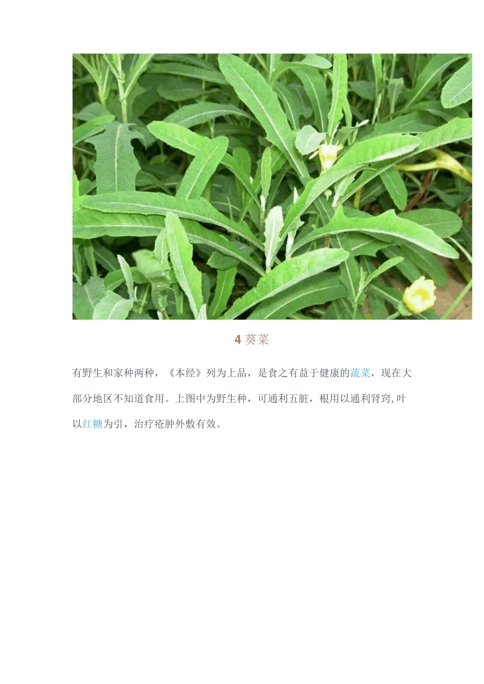 42种常见中草药汇总_第3页
