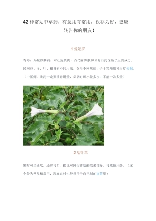 42种常见中草药汇总