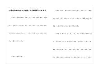 杜鹃花的基础知识有哪些-养护杜鹃花注意事项