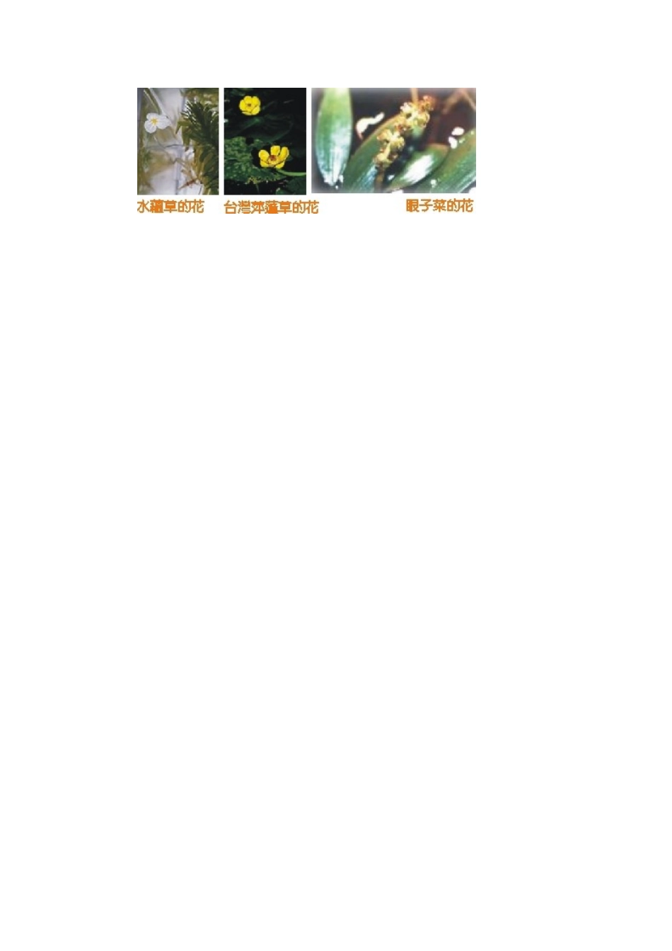 2014-2015学年高中英语 Unit 4 Exploring plants水媒花素材 新人教版选修9_第2页