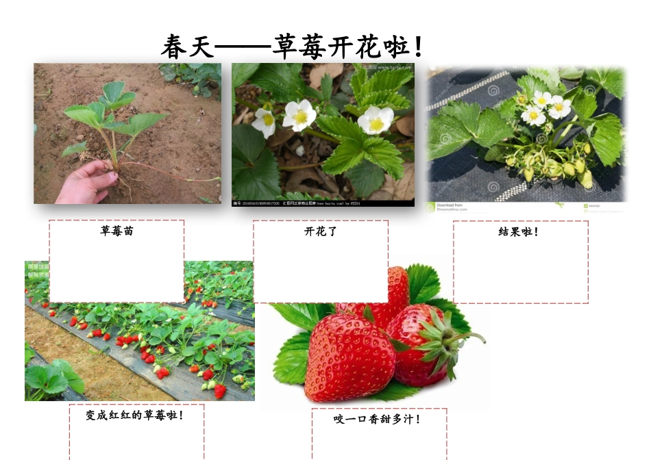 草莓成长变化的照片_第1页