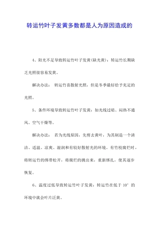 转运竹叶子发黄多数都是人为原因造成的