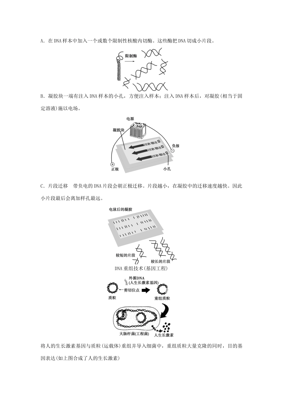 2015届高考生物一轮复习 3.3 从杂交育种到基因工程教案（含解析）新人教版必修2_第2页