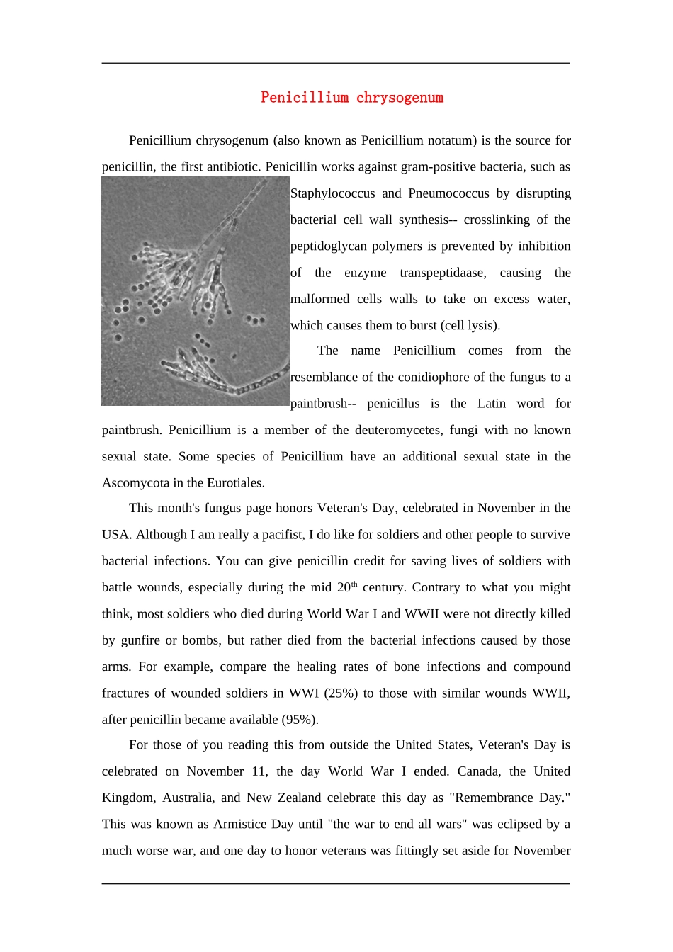 Penicillium chrysogenum_第1页