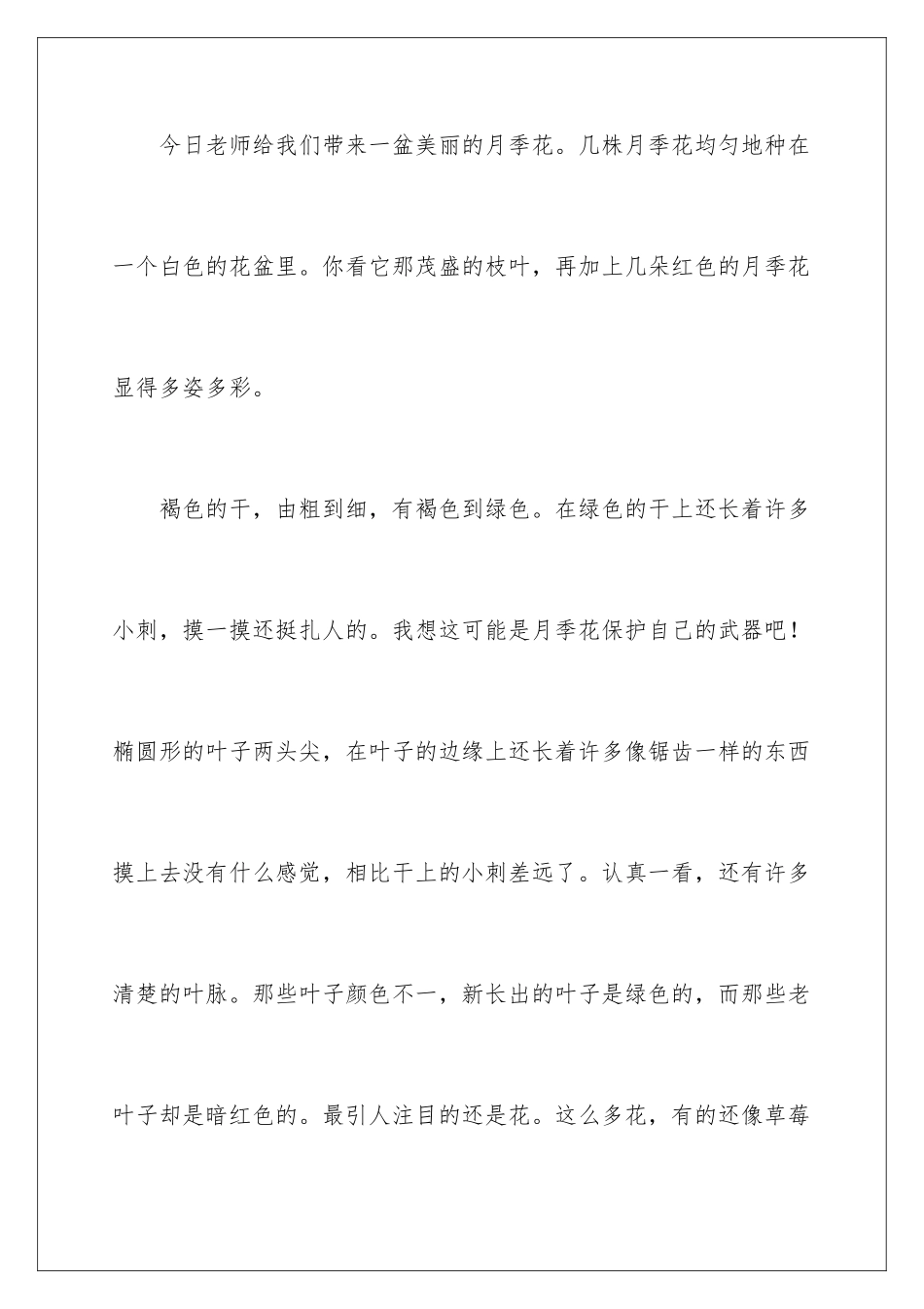 2024年月季花说明文_第2页