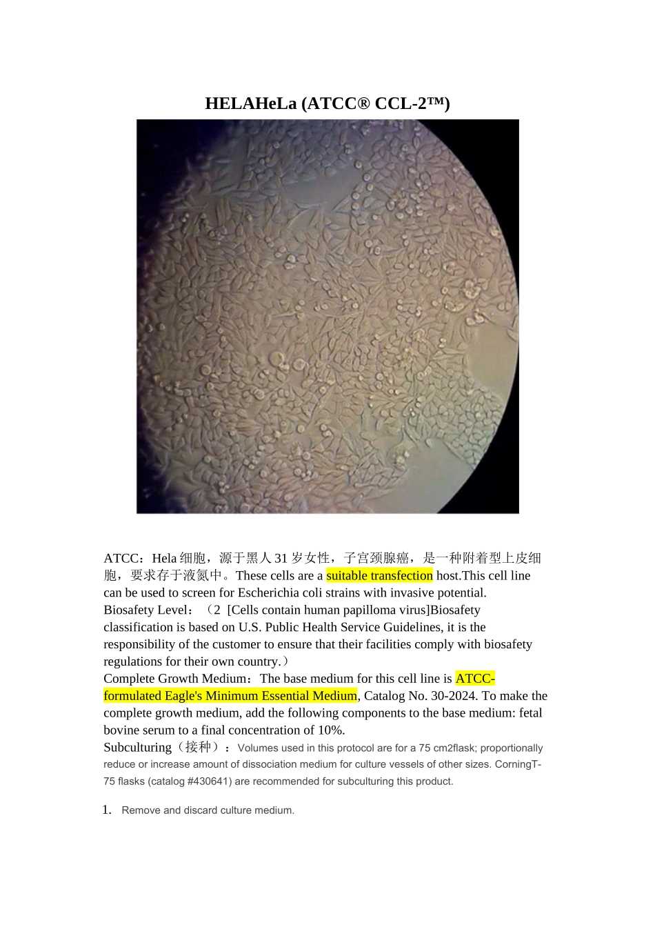 hct-116、hela、MEFs细胞参数介绍.doc_第1页
