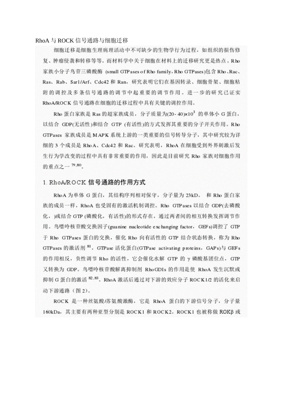 RhoA与ROCK信号通路与细胞迁移_第1页