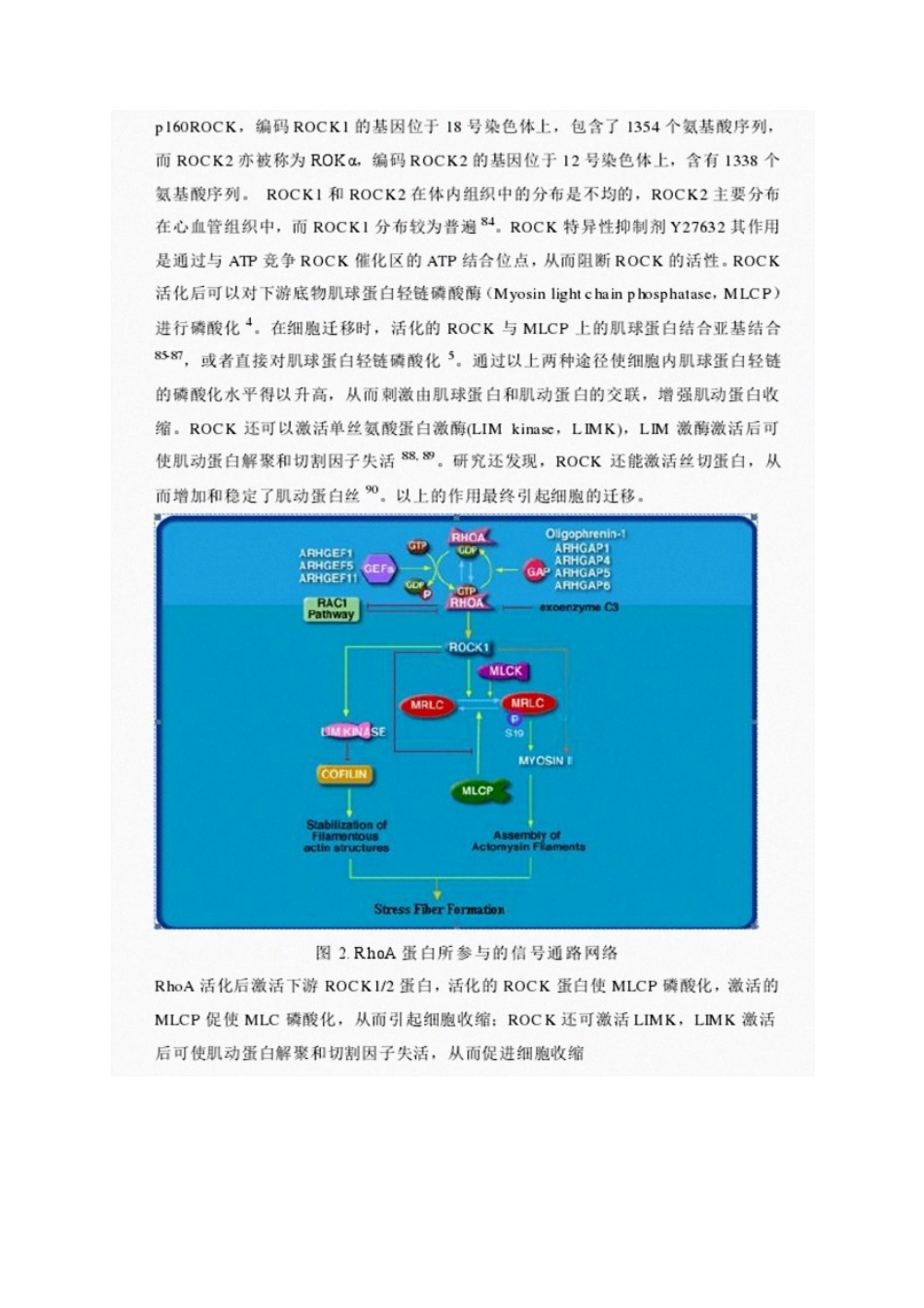 RhoA与ROCK信号通路与细胞迁移_第2页