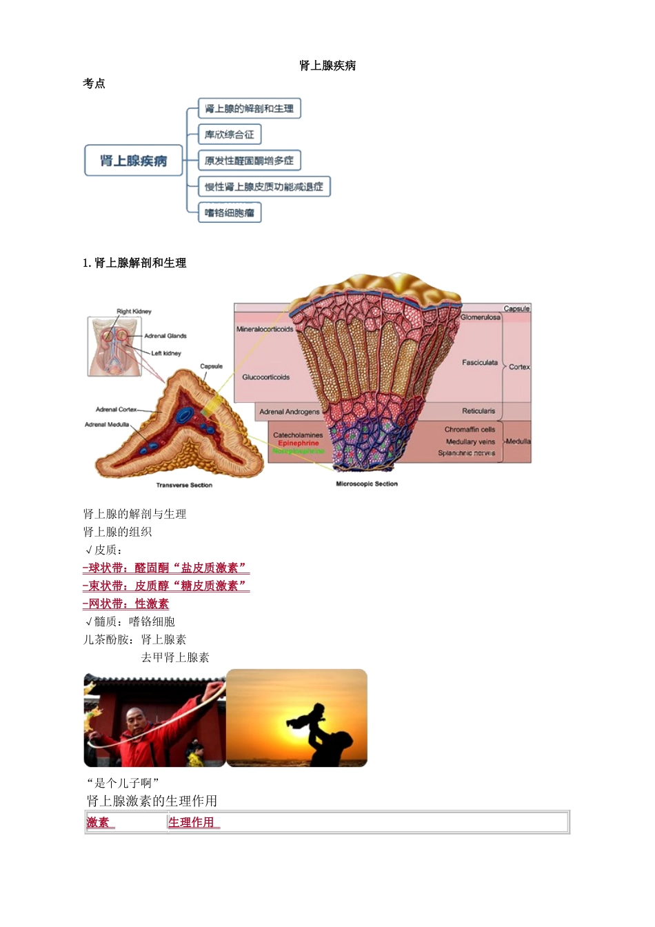 执业医师-肾上腺疾病_第1页