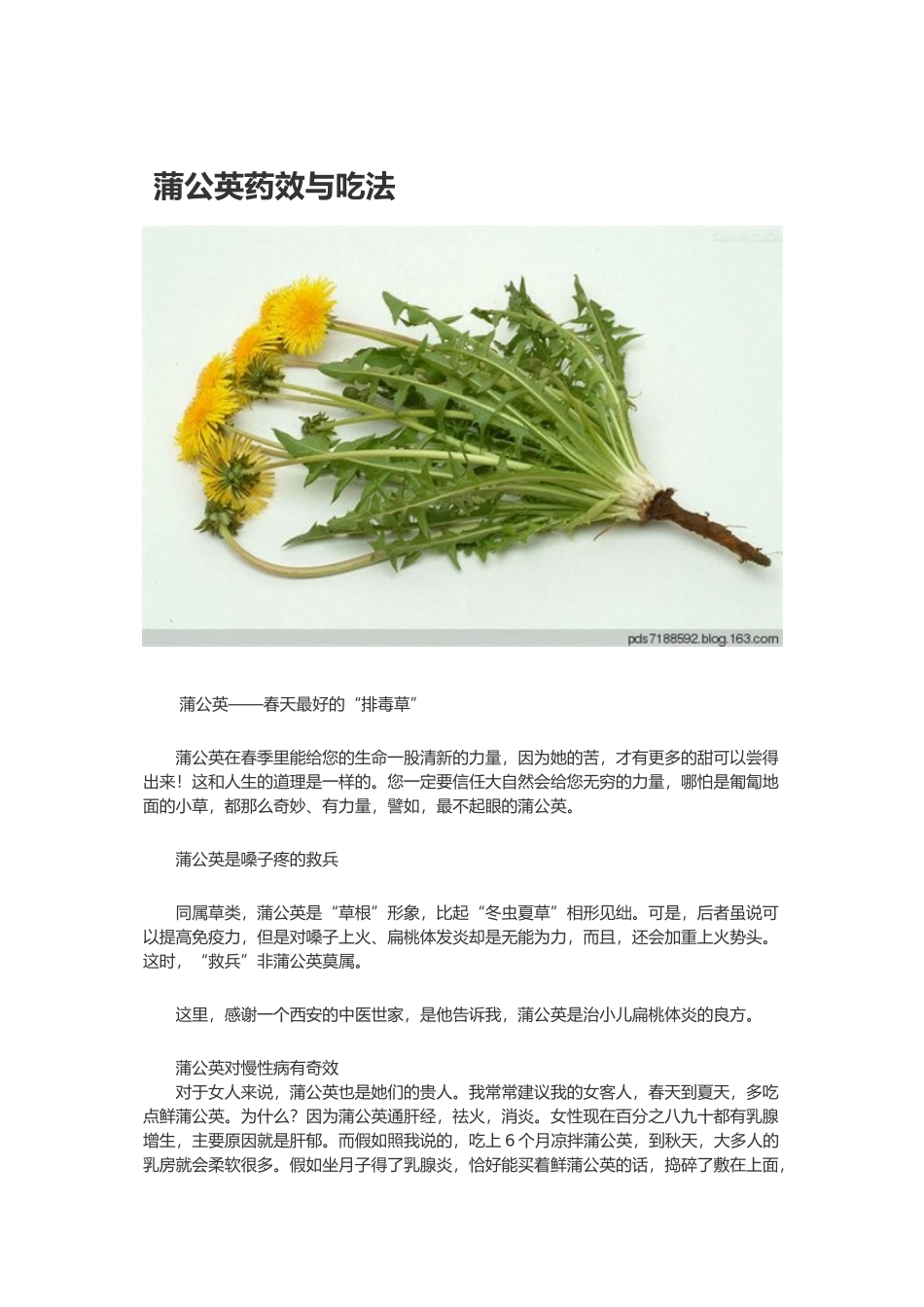 蒲公英药效与吃法_第1页