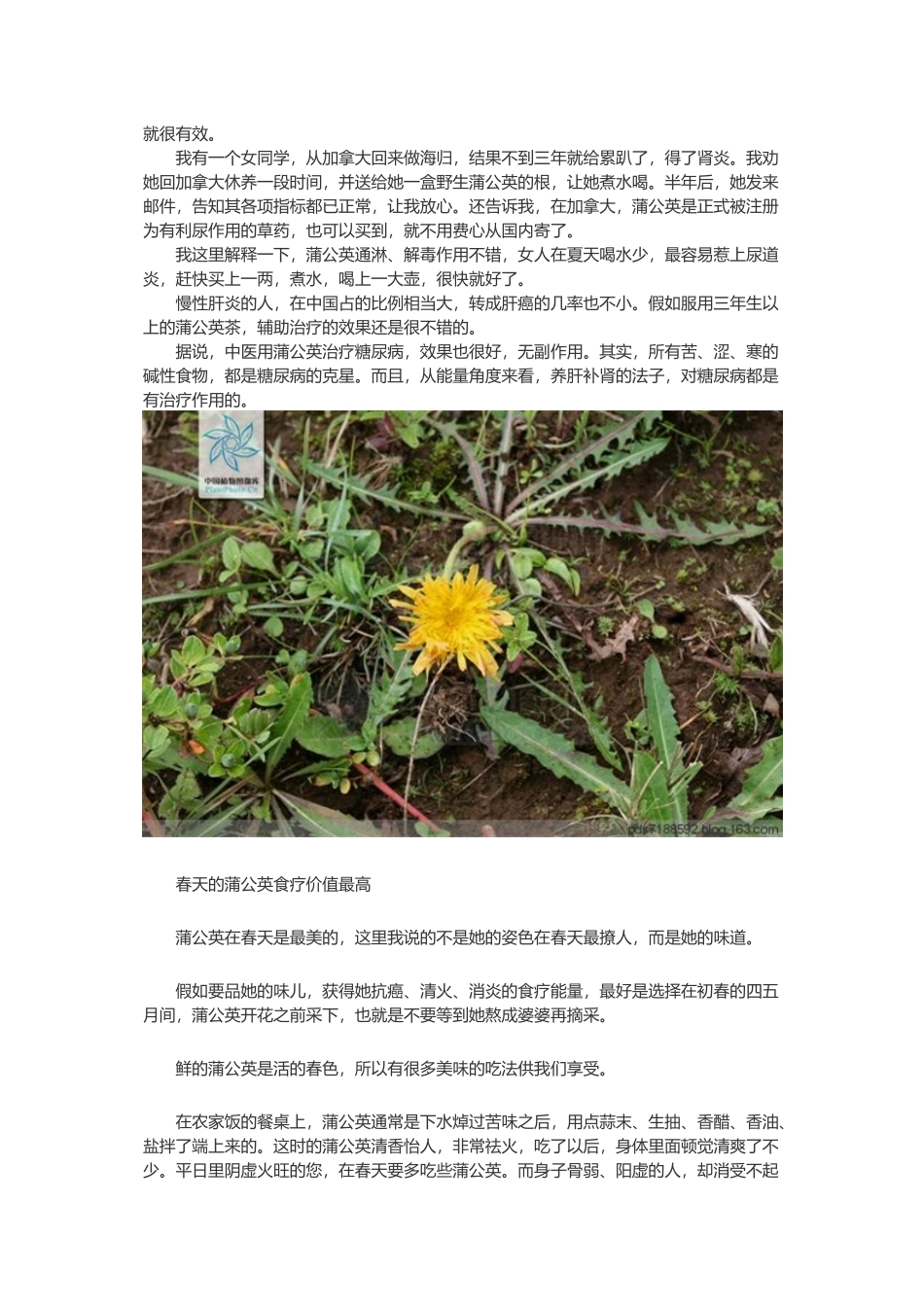 蒲公英药效与吃法_第2页