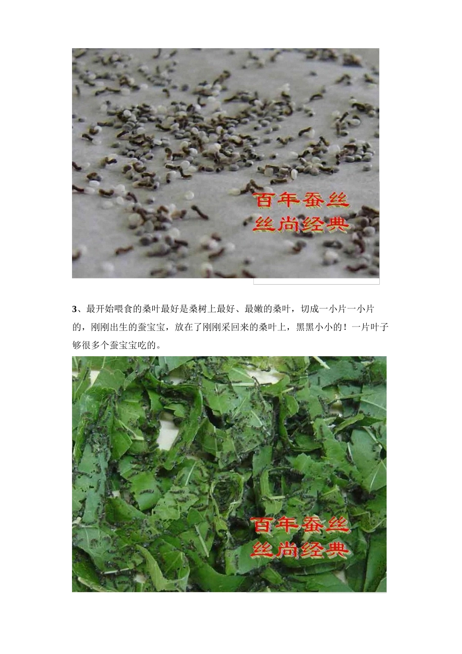 蚕宝宝生长全过程_第2页