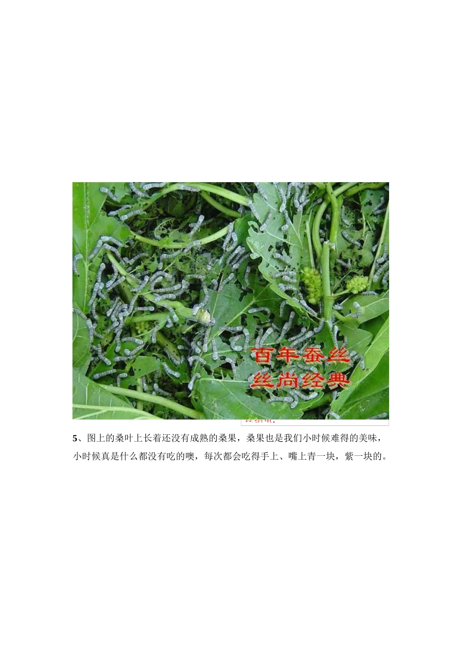 蚕宝宝生长全过程_第3页
