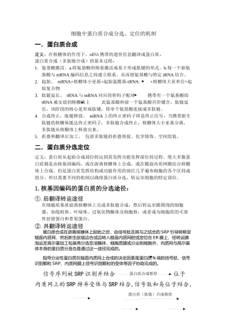 蛋白质合成分选定位