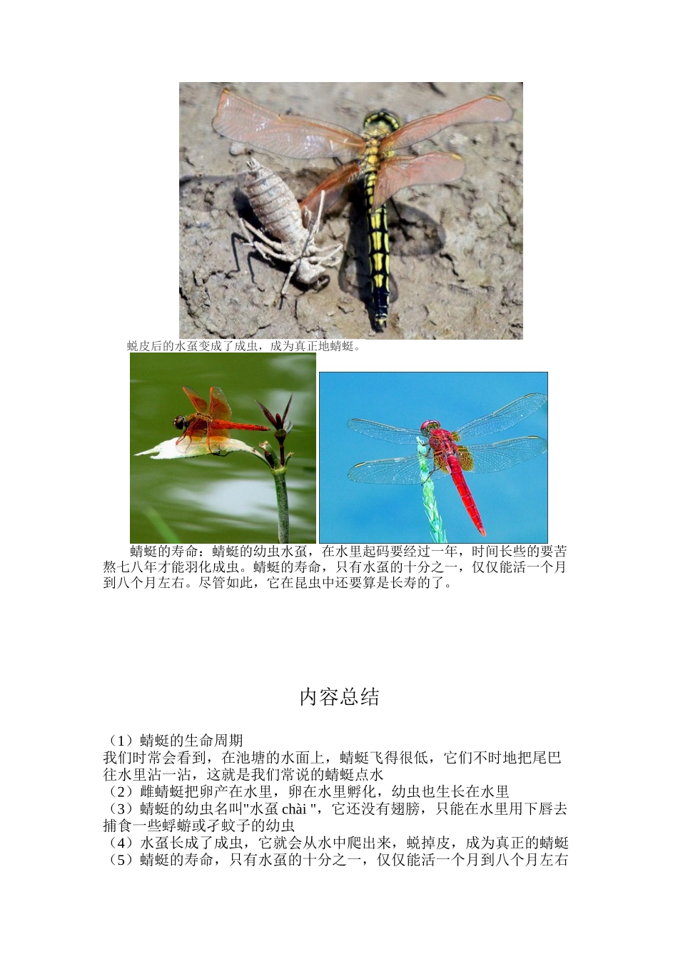 蜻蜓的生命周期_第2页